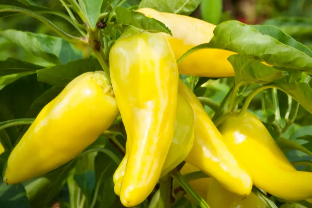 Yellow Banana Peppers