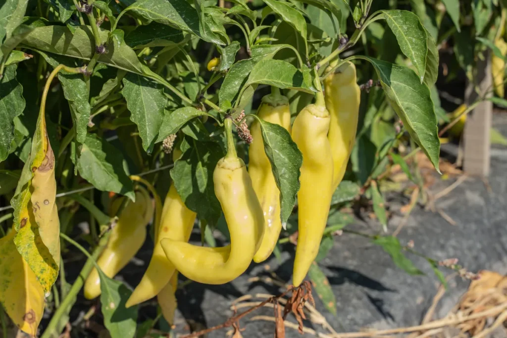 Fresh banana peppers