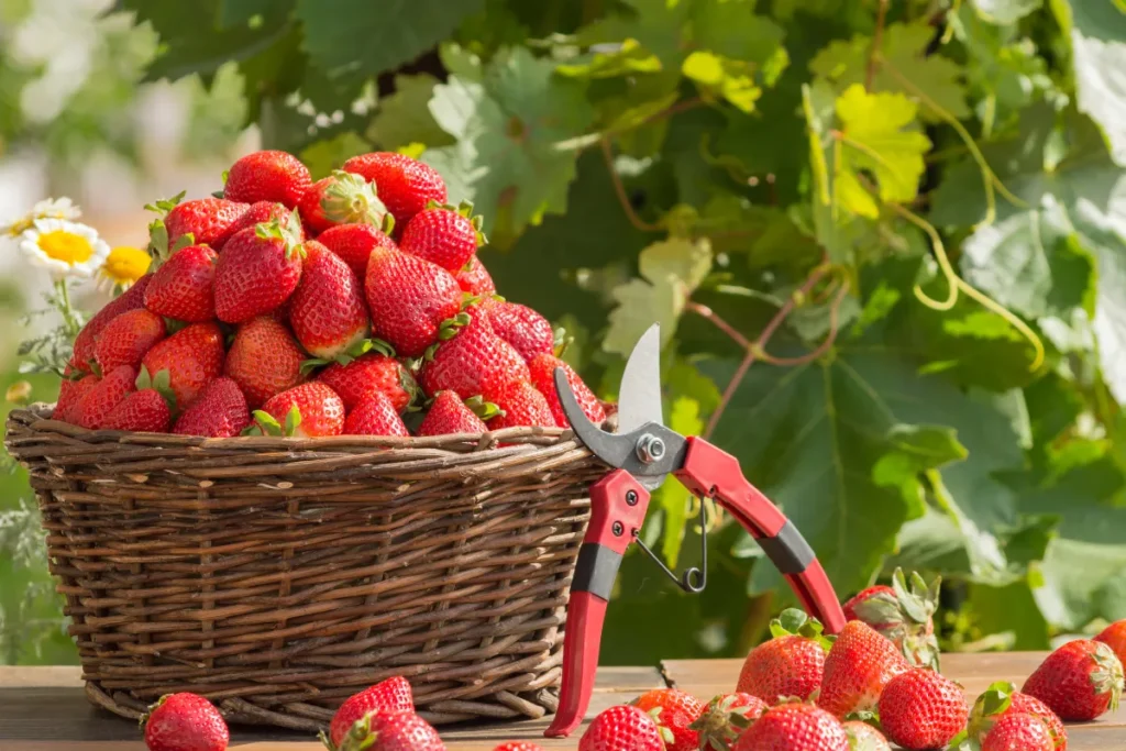 Freshly strawberries